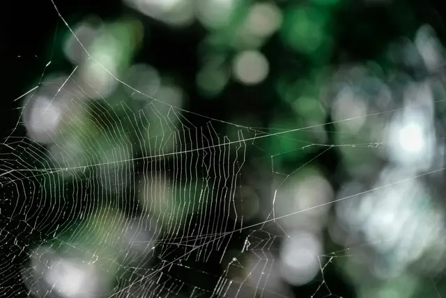 Spider web displayed in front of blurred background